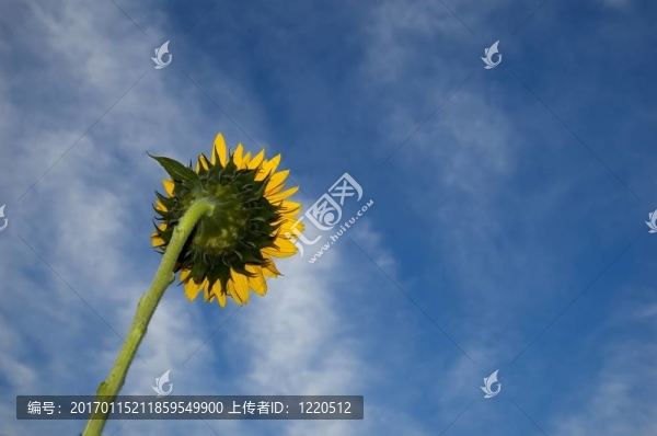 向日葵對(duì)抗藍(lán)天