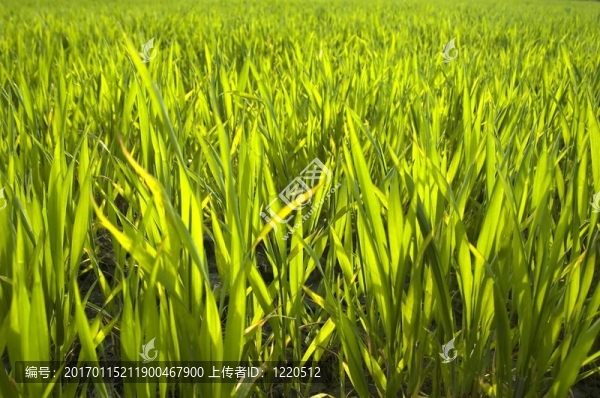 綠色英畝