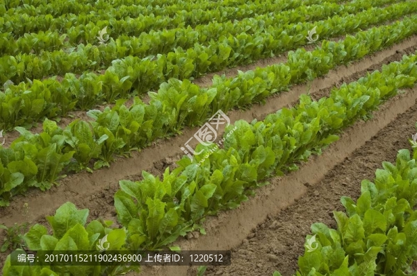 場(chǎng)的生菜