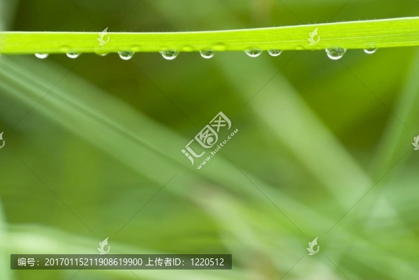 掛著水滴的草地