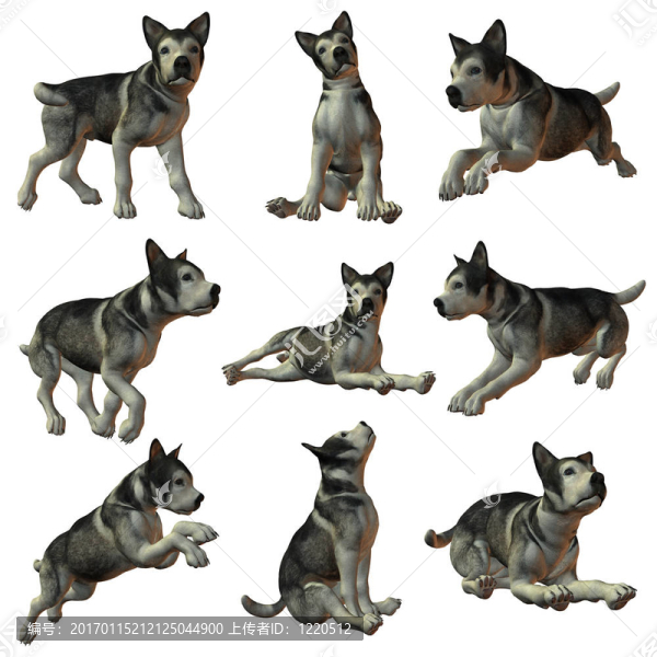 寵物犬-匯圖網(wǎng) www.fosd68.com 寵物犬