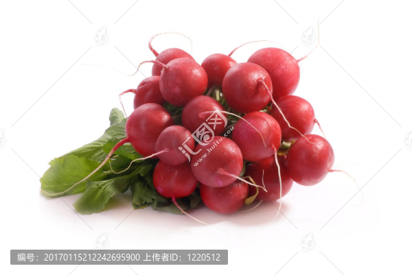 小蘿卜