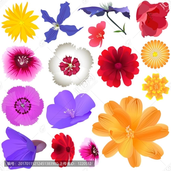 花園里的花