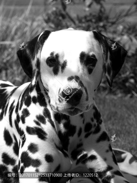 Dalmatian的小狗。