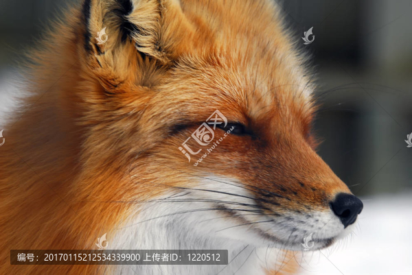 紅狐貍