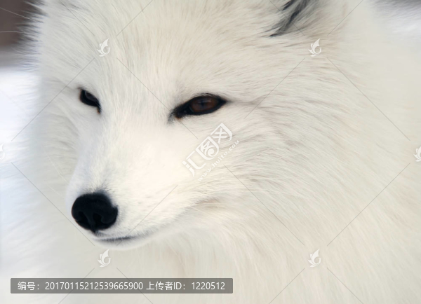 北極狐