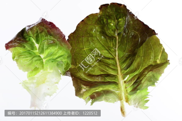 半透明的沙拉的葉子