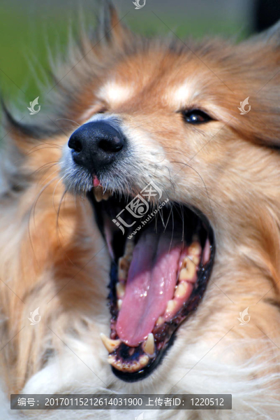 狗的嘴-匯圖網(wǎng) www.fosd68.com 狗的嘴