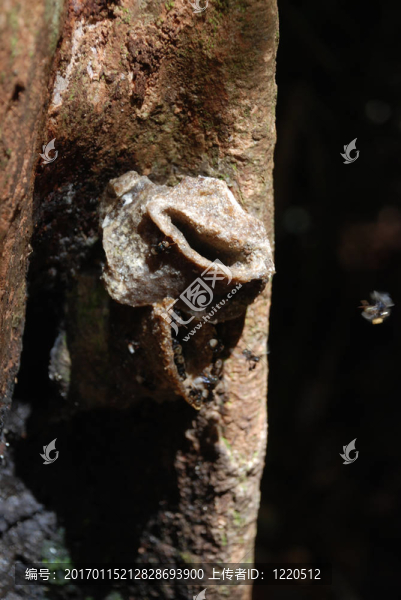 無(wú)刺蜂的蜂巢