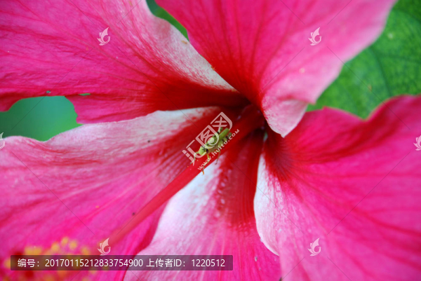 板球在hybiscus