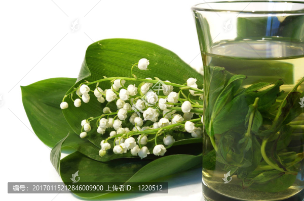 山谷和茶的百合花