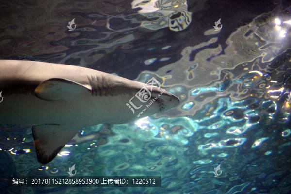 游泳的鯊魚