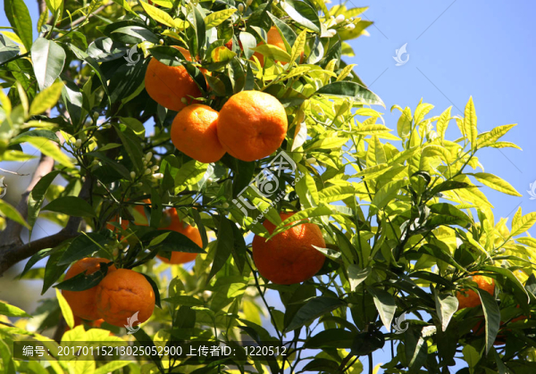 橙樹枝