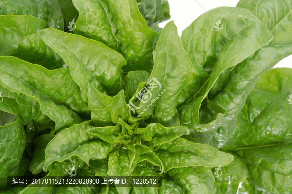 菠菜