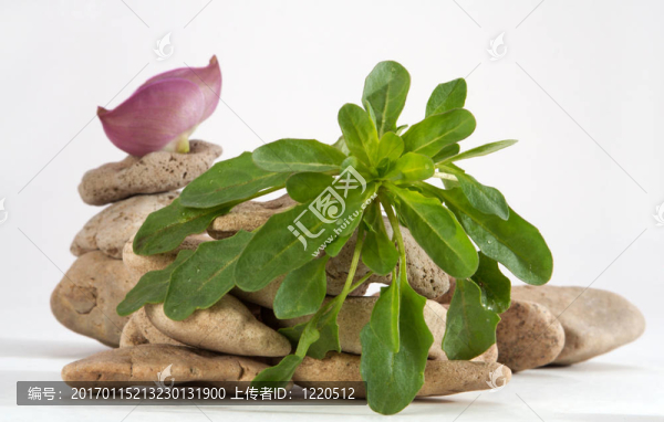蔬菜