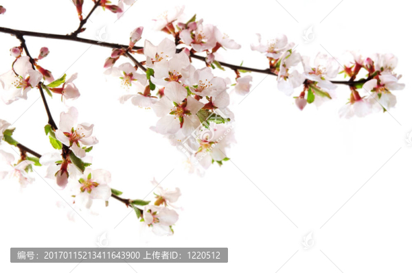 粉紅色的櫻花