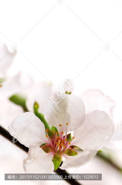 粉紅色的櫻花