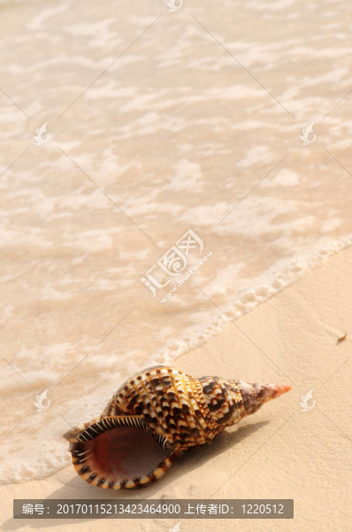 貝殼和海浪