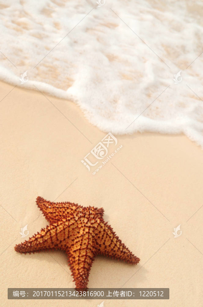 海星和海洋波