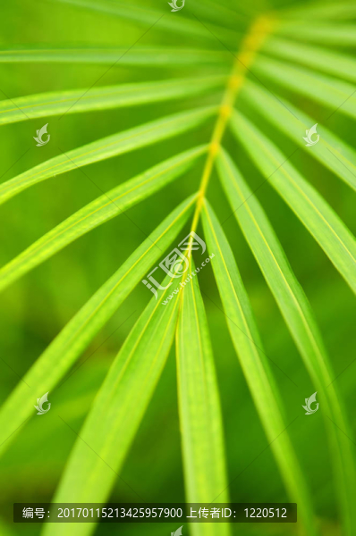 棕櫚樹(shù)的葉子