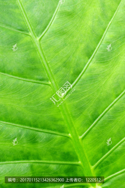 綠色熱帶葉背景