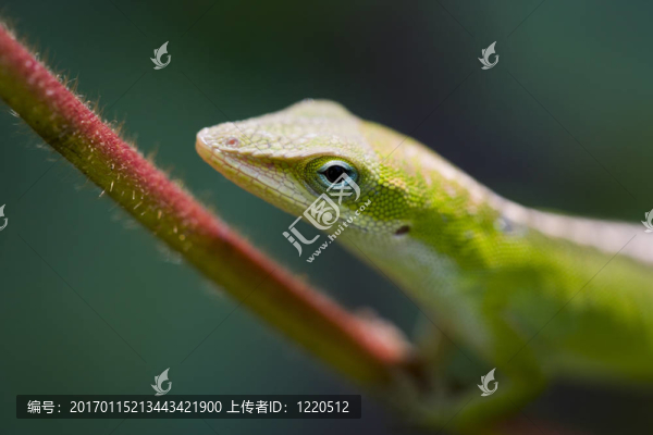 蜥蜴的特寫