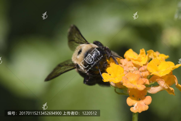 蜜蜂在馬纓丹3