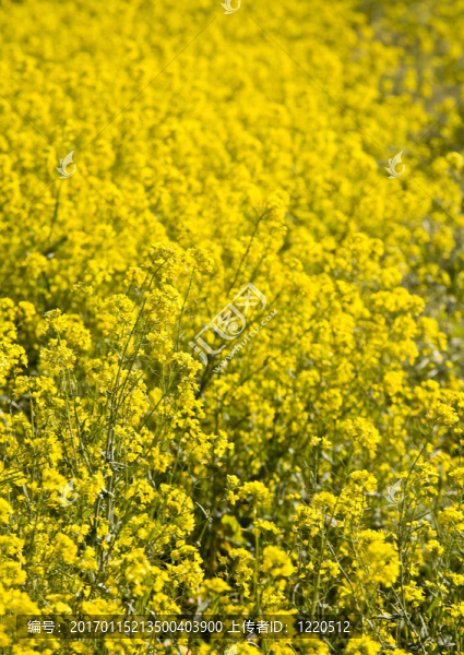 Mustard,Flowers；納帕谷