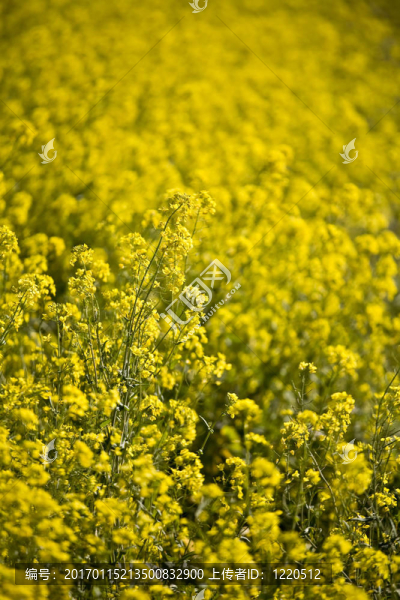 Mustard,Flowers；納帕谷