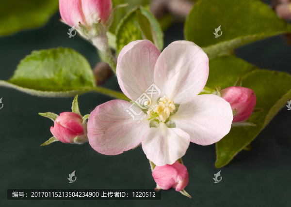 蘋果花
