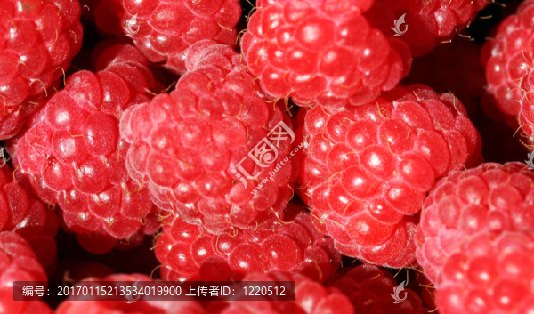 紅樹莓