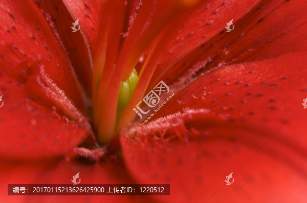 美麗的百合