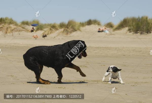 在海灘上玩狗
