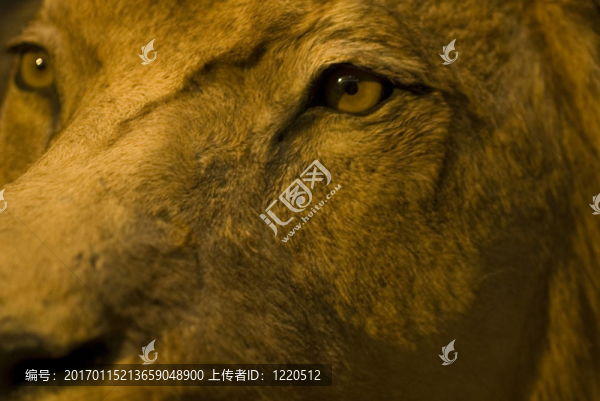 獅子的眼睛