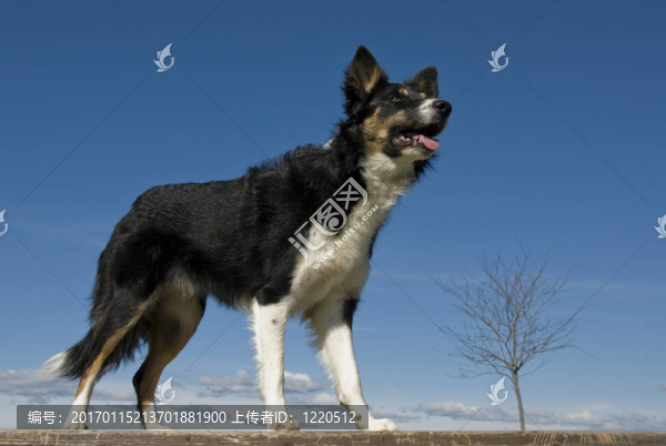 邊境牧羊犬
