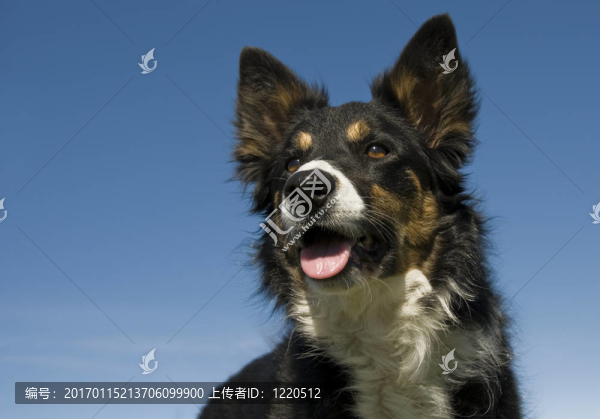 邊境牧羊犬