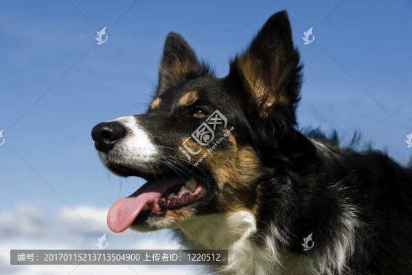 邊境牧羊犬