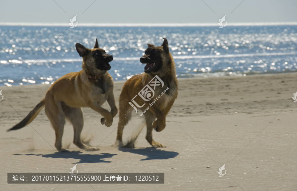 比利時牧羊犬咬