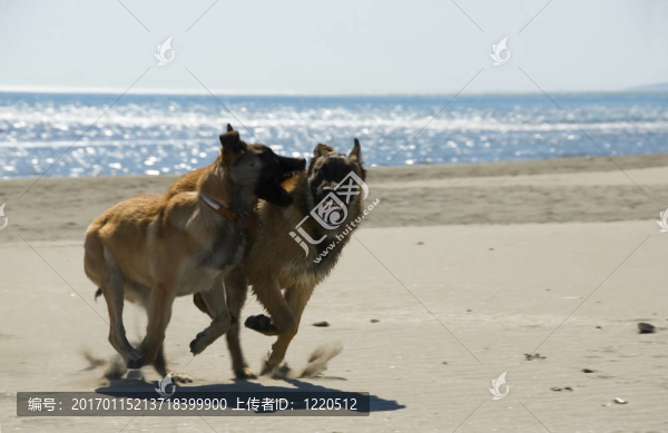 走狗