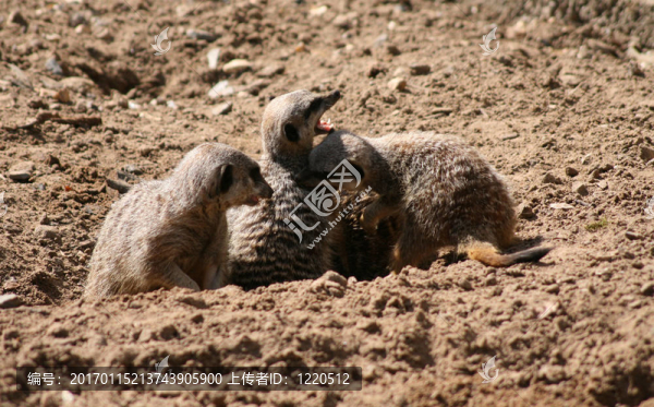 meercat