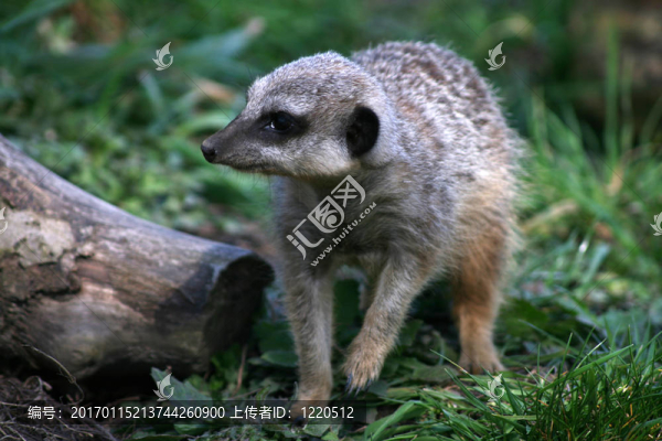 meercat