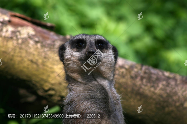 meercat-匯圖網(wǎng) www.fosd68.com meercat