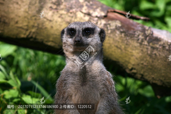meercat