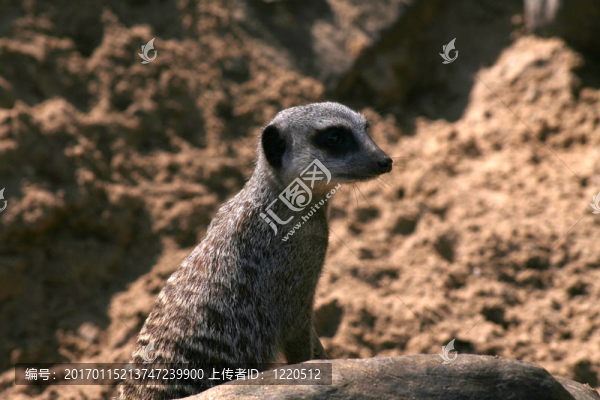 meercat