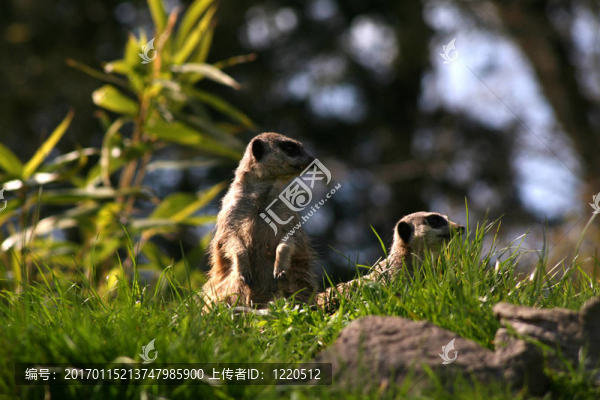 meercat