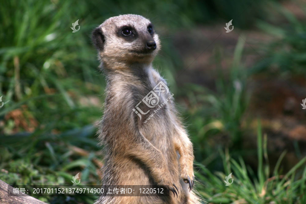meercat