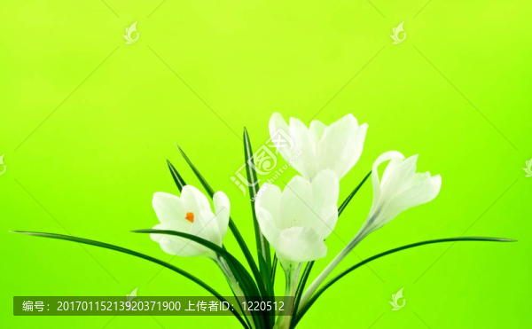 白色的花