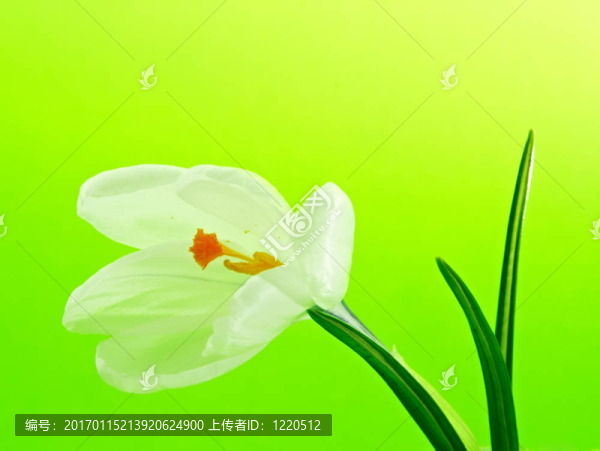 白色的花