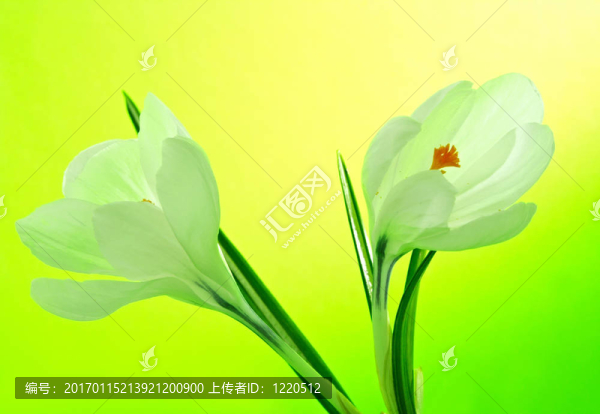 白色的花