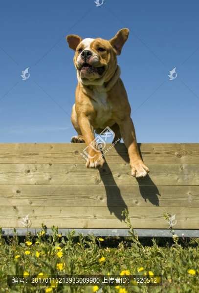 跳躍的英國(guó)斗牛犬